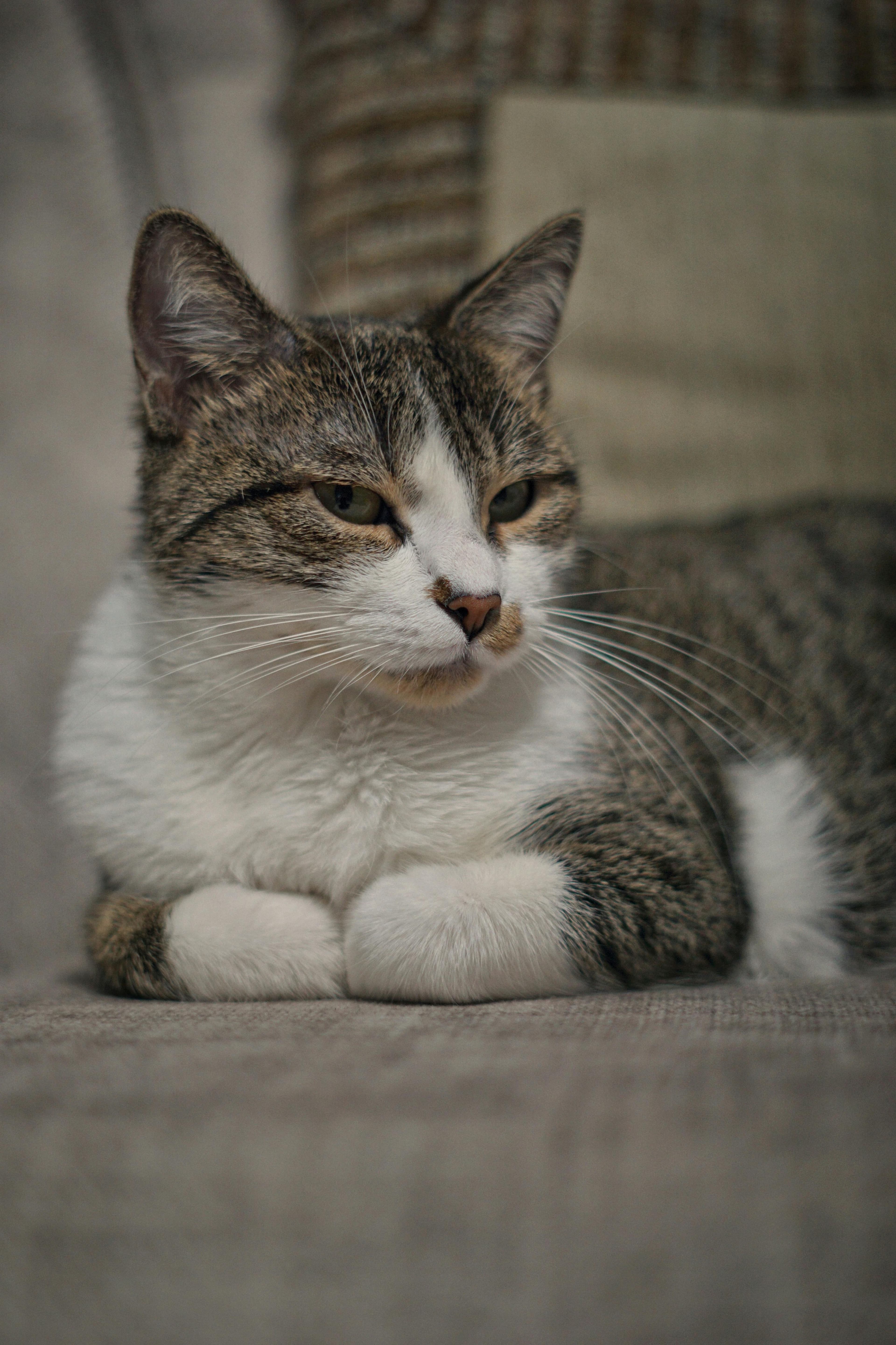A relaxed tabby cat on a sofa in a quiet indoor setting